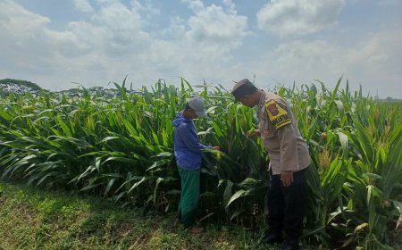 Bukan Sekadar Tanam, Polres Malang Ikut Kawal Pertanian hingga Hasil Panen