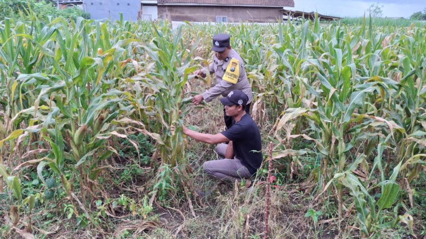 Potensi Pertanian Desa Dikawal Polres Malang untuk Dukung Asta Cita